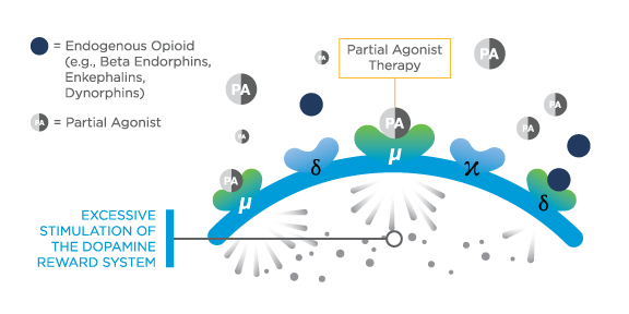 Partial agonist MOA