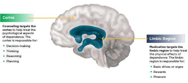 Cortex and limbic systems
