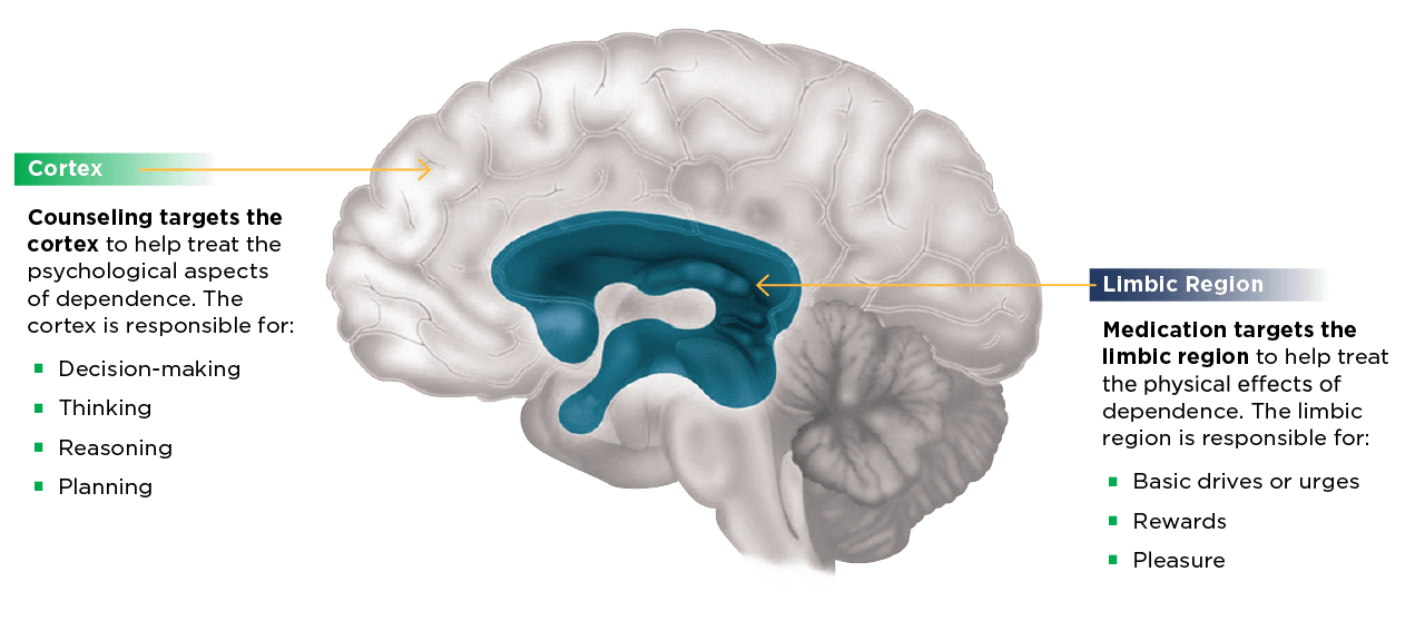 Cortex and limbic systems